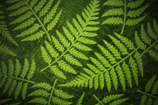 Nice fern or plant pattern, print on paper, with vignetting for dramatic effect, great ecology, bio or other organic wallpaper.
