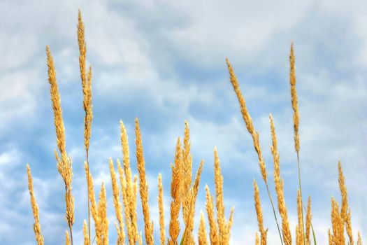 Dramatic hdr rendering of cute herbaceous plant and cloudy blue sky, fun nature background.