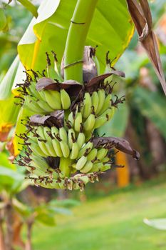banana