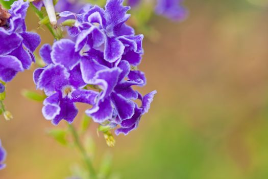 Blue tropical flower