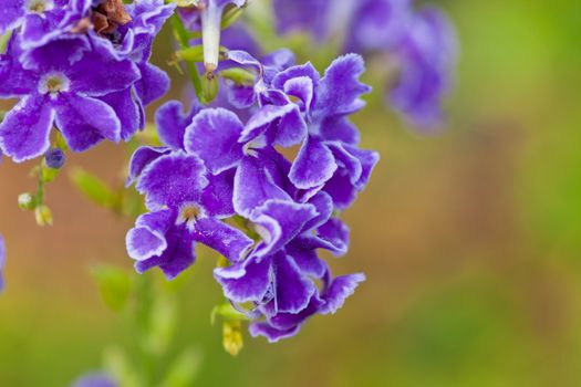 Blue tropical flower