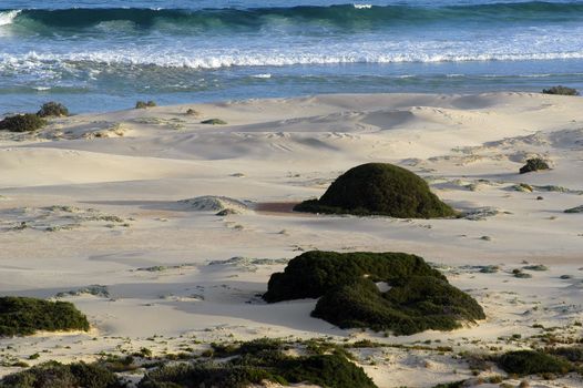 Great Australian bight marine parc