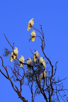 parrots on a tree in Australia