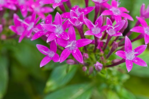 Blue tropical flower