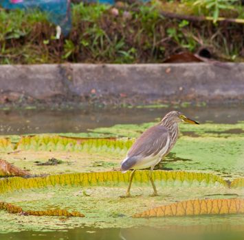 great heron in nature with water around. Waiting to fish