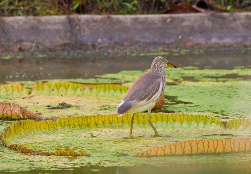 great heron in nature with water around. Waiting to fish