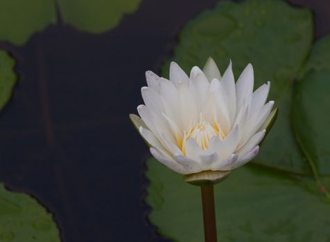 Lotus