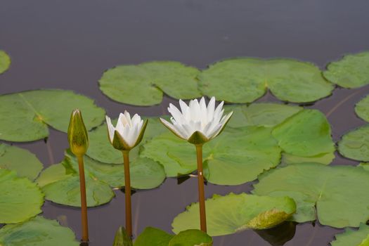 Lotus