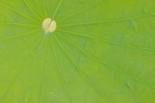 Drops of water on a lotus leaf