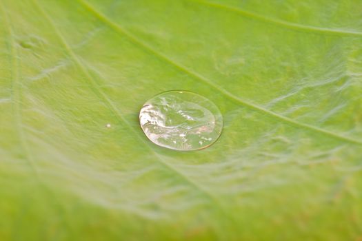 Drops of water on a lotus leaf