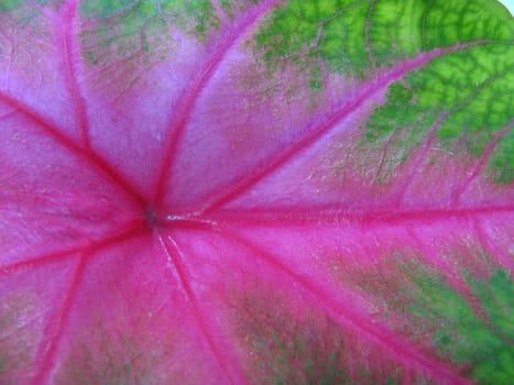 close-up of leaf as a background showing pink veins