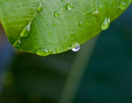 Drops of water