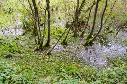 natural forest swamp and mossy trees grow in livery viscous slimy swampy water.