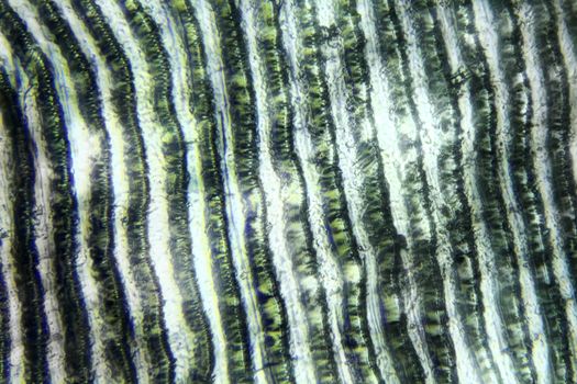 Fish scales under the microscope, background