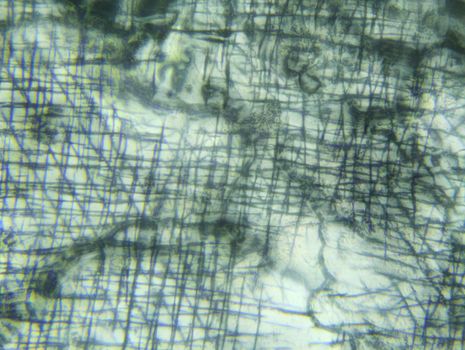 Fish scales under the microscope, background
