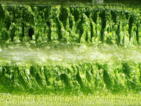 spruce needles under the microscope, background. (Picea)