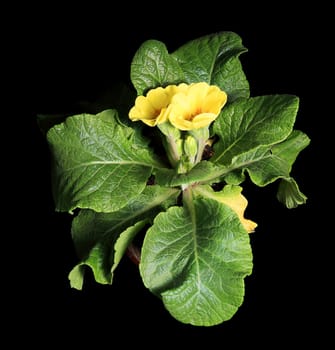 Flowering yellow primula on the black background (Primula)