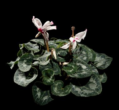 Flowering white cyclamen on the black background (Cyclamen Midori White with Eye)
