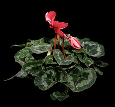 Flowering pink cyclamen on the black background (Cyclamen Latinia Premium Fuchsia flamme F1)
