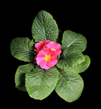 Flowering pink primula on the black background (Primula vulgaris. Bright pink)