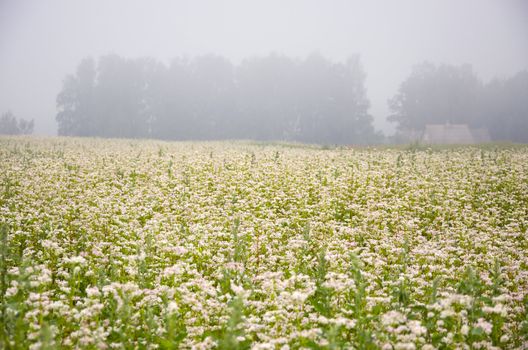 blossoming buckwheat field and summer early  morning fog