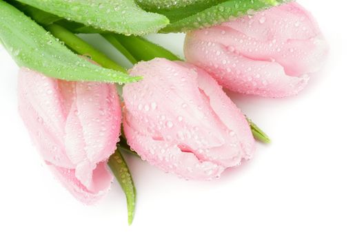 Three Beautiful Spring Pink Tulips with Droplets closeup on white background