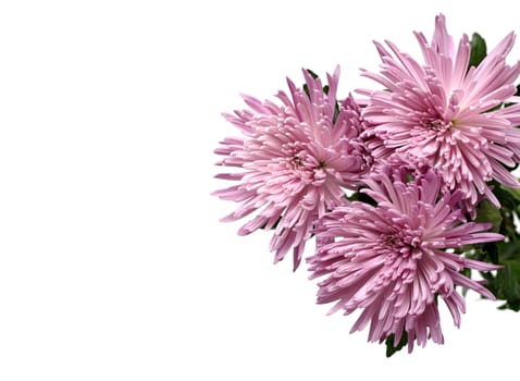 chrysanthemum flower on a white background