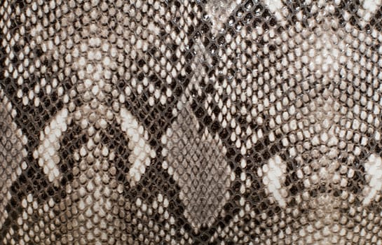 snake skin texture