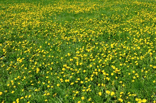 Close-up of many dandelion flowers at the field