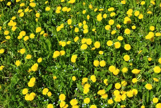 Close-up of many dandelion flowers at the field