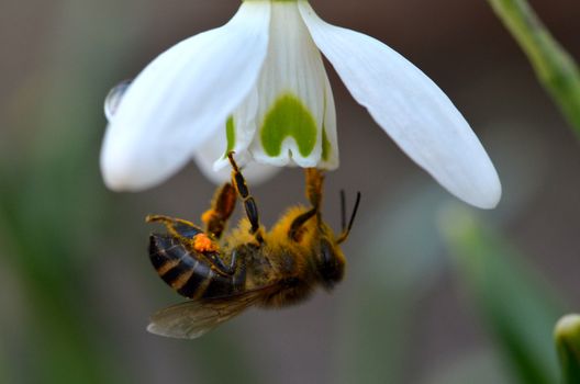 Bee on snowdrop