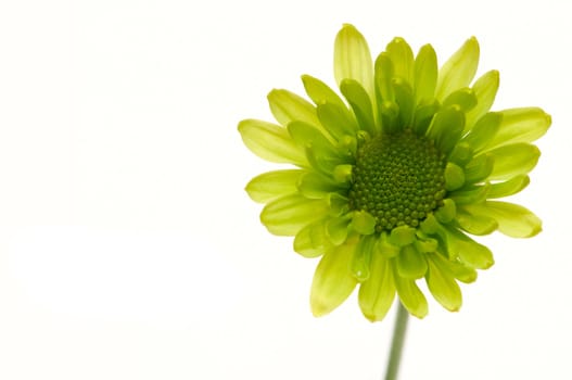 Chrysanthemum flower isolated on white background