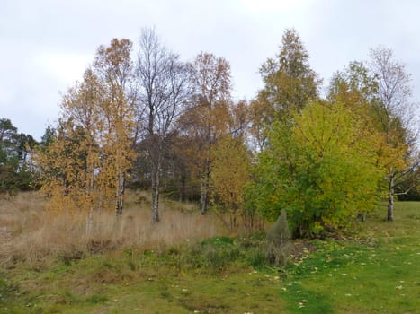 Fall on it`s way