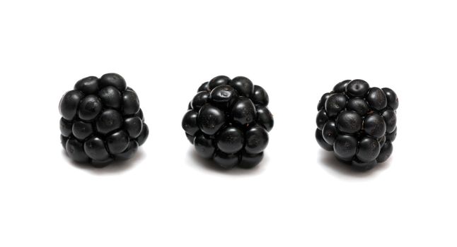 blackberry isolated on a white background