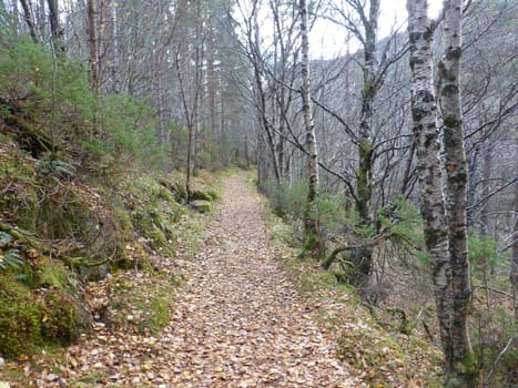 Walking path