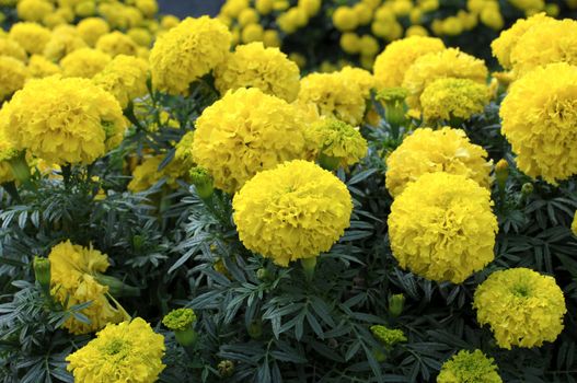 Yellow Flower, Marigold