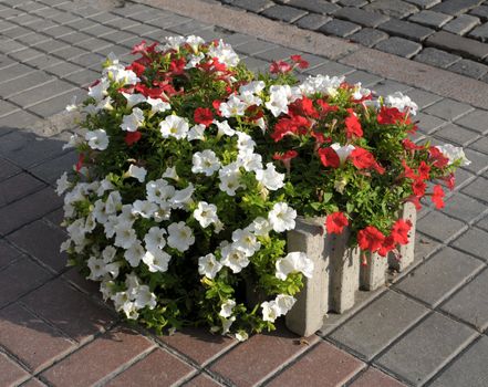 Colorful spring flower planter