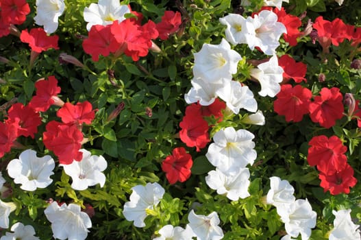 Colorful petunia flowers close up