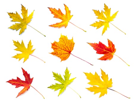 Autumn leaves collection isolated on white background