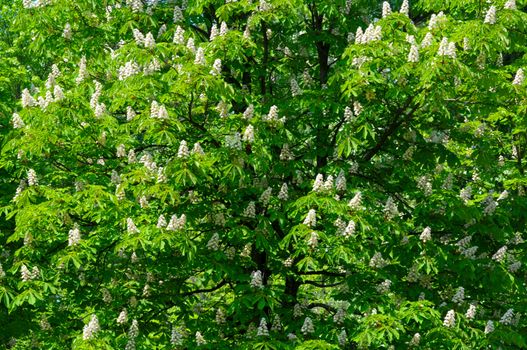 natural background with lots of chestnut tree blossoms