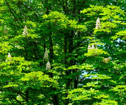 Blooming chestnut tree