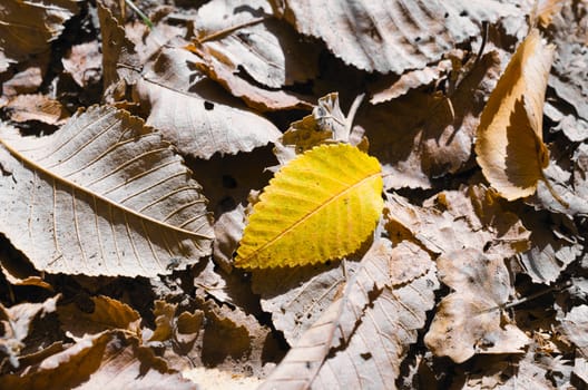 Close up of yellow leaves in autumn