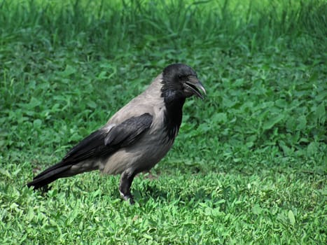 gray raven in green grass