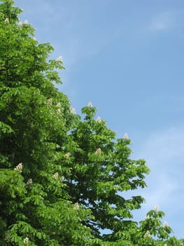 blossoming chestnut tree over blue sky