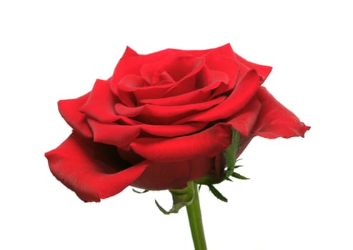 Close-up of the red rose isolated on white