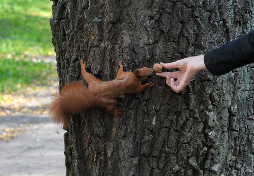 Squirrel on the tree and eat out of hand