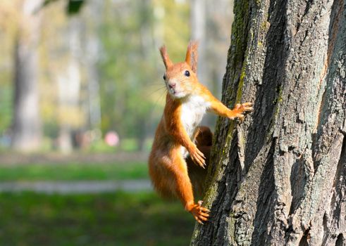 Red squirrel sitting on the tree