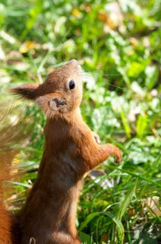 squirrel jumps in the autumn forest