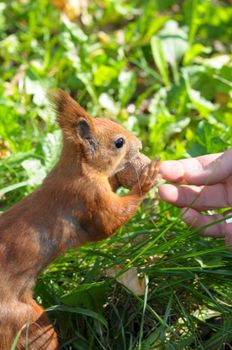 The squirrel eats nuts.