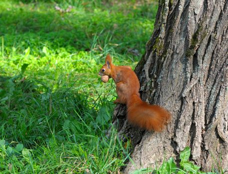 Red squirrel sitting on the tree